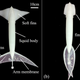 Proposed “squid-like aquatic-aerial vehicle”